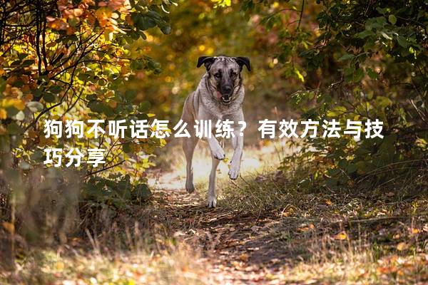 狗狗不聽(tīng)話怎么訓(xùn)練？有效方法與技巧分享