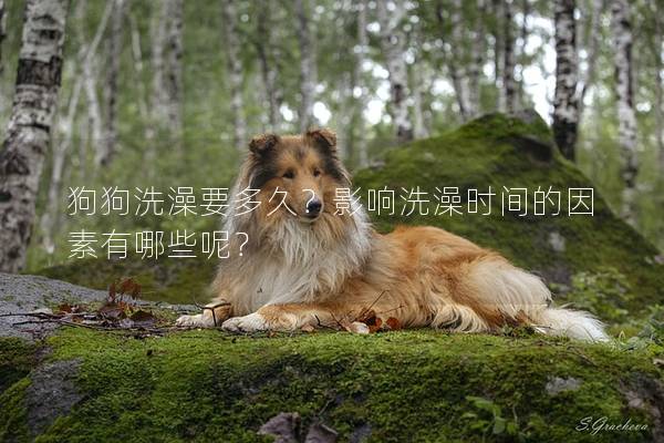 狗狗洗澡要多久？影響洗澡時(shí)間的因素有哪些呢？