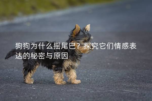 狗狗為什么搖尾巴？探究它們情感表達的秘密與原因