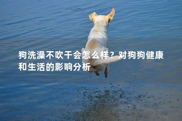 狗洗澡不吹干會(huì)怎么樣?對(duì)狗狗健康和生活的影響分析 狗洗澡不吹干會(huì)怎么樣?對(duì)狗狗健康和生活的影響分析