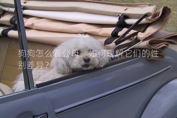狗狗怎么看公母，如何理解它們的性別差異？