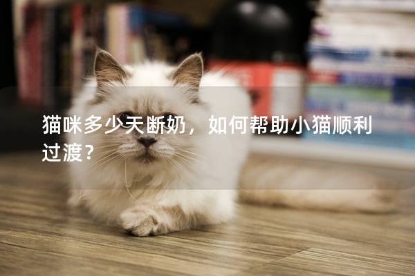 貓咪多少天斷奶，如何幫助小貓順利過渡？