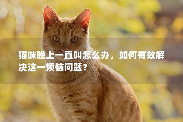 貓咪晚上一直叫怎么辦，如何有效解決這一煩惱問題？