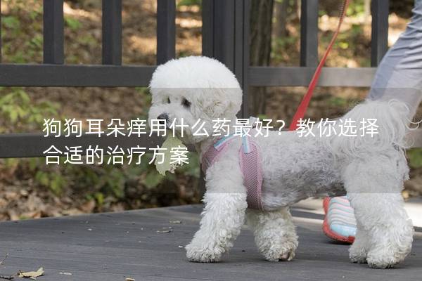 狗狗耳朵癢用什么藥最好？教你選擇合適的治療方案