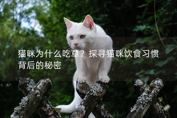 貓咪為什么吃草？探尋貓咪飲食習(xí)慣背后的秘密