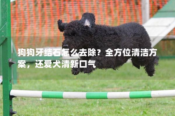 狗狗牙結(jié)石怎么去除？全方位清潔方案，還愛犬清新口氣