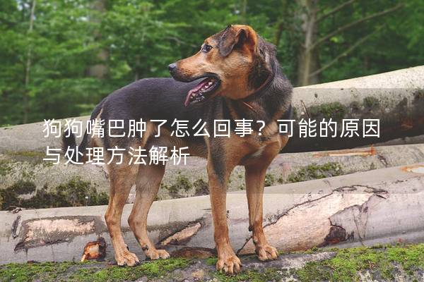 狗狗嘴巴腫了怎么回事？可能的原因與處理方法解析