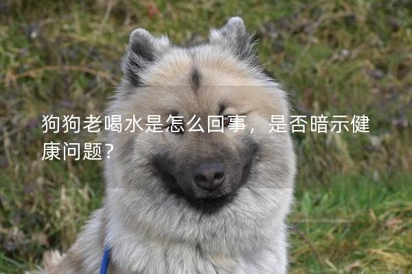 狗狗老喝水是怎么回事，是否暗示健康問題？