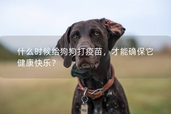 什么時候給狗狗打疫苗，才能確保它健康快樂？