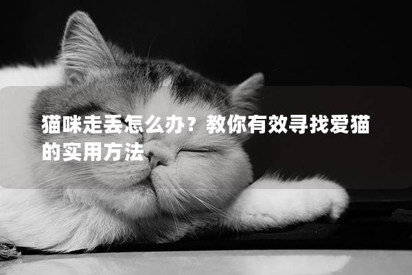 貓咪走丟怎么辦？教你有效尋找愛貓的實用方法