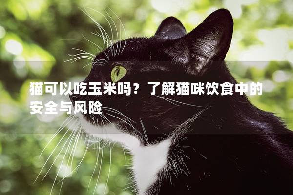 貓可以吃玉米嗎？了解貓咪飲食中的安全與風險