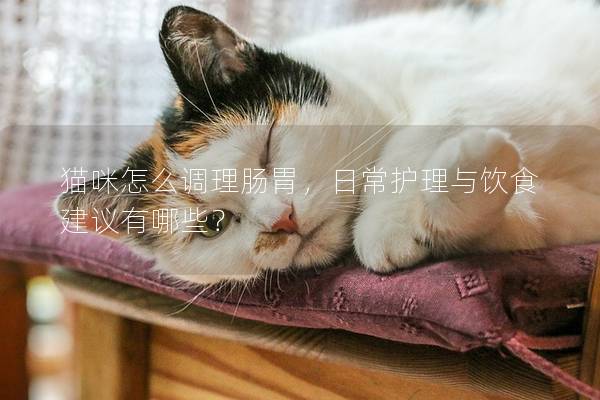 貓咪怎么調(diào)理腸胃，日常護(hù)理與飲食建議有哪些？