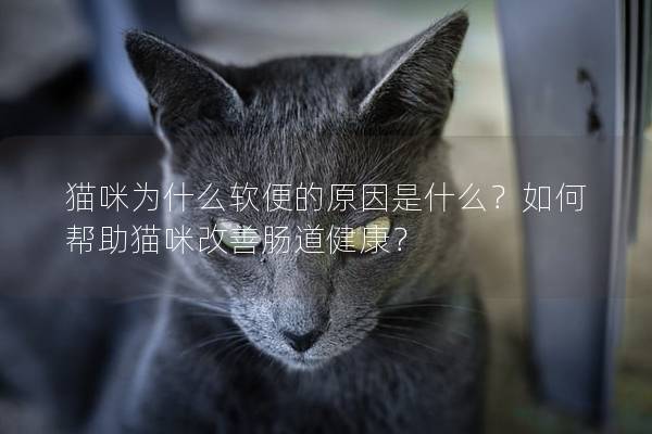 貓咪為什么軟便的原因是什么？如何幫助貓咪改善腸道健康？