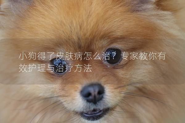 小狗得了皮膚病怎么治？專家教你有效護理與治療方法