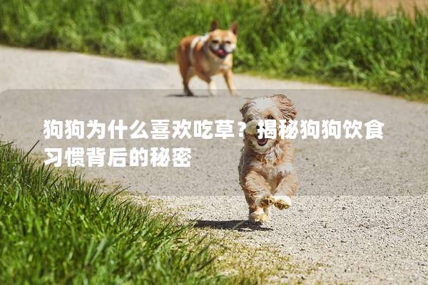 狗狗為什么喜歡吃草？揭秘狗狗飲食習慣背后的秘密
