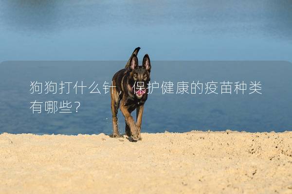 狗狗打什么針,保護健康的疫苗種類有哪些? 狗狗打什么針,保護健康的疫苗種類有哪些?