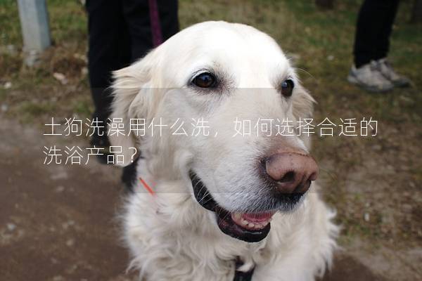 土狗洗澡用什么洗，如何選擇合適的洗浴產品？