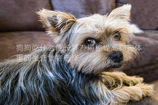 狗狗吃什么能長胖？揭秘提高狗狗體重的最佳食物選擇
