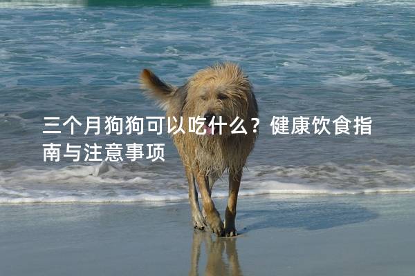 三個月狗狗可以吃什么？健康飲食指南與注意事項(xiàng)