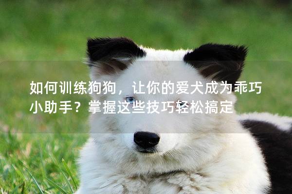如何訓練狗狗，讓你的愛犬成為乖巧小助手？掌握這些技巧輕松搞定