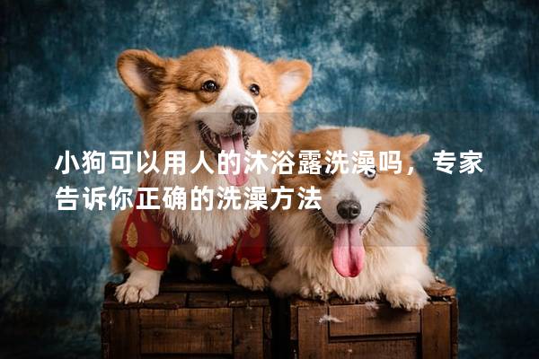 小狗可以用人的沐浴露洗澡嗎，專家告訴你正確的洗澡方法