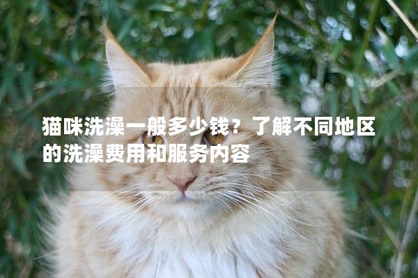 貓咪洗澡一般多少錢？了解不同地區的洗澡費用和服務內容