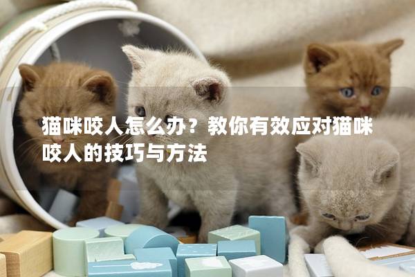 貓咪咬人怎么辦？教你有效應(yīng)對貓咪咬人的技巧與方法
