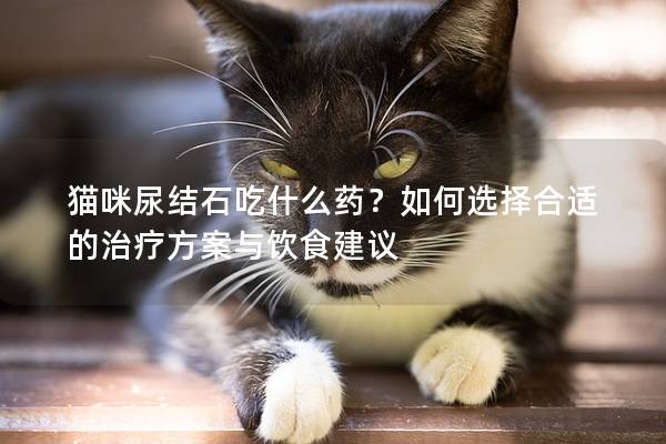 貓咪尿結石吃什么藥？如何選擇合適的治療方案與飲食建議