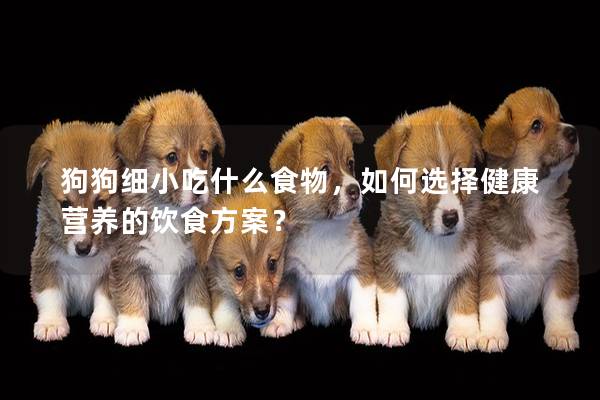 狗狗細小吃什么食物，如何選擇健康營養的飲食方案？
