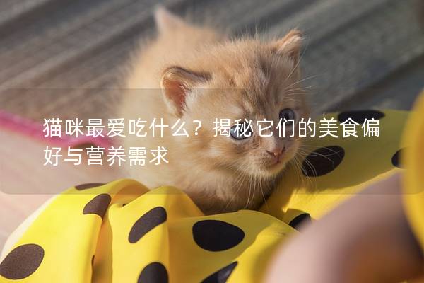 貓咪最愛吃什么？揭秘它們的美食偏好與營養需求
