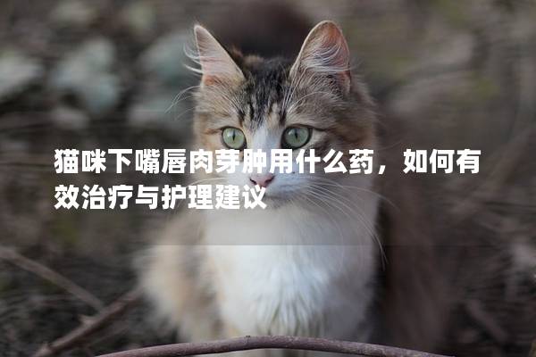 貓咪下嘴唇肉芽腫用什么藥，如何有效治療與護理建議