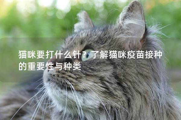 貓咪要打什么針？了解貓咪疫苗接種的重要性與種類