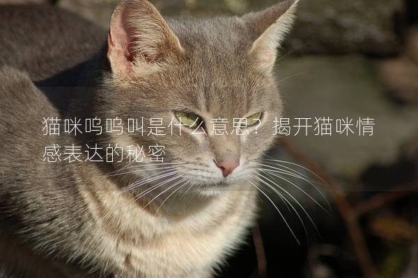 貓咪嗚嗚叫是什么意思？揭開貓咪情感表達的秘密
