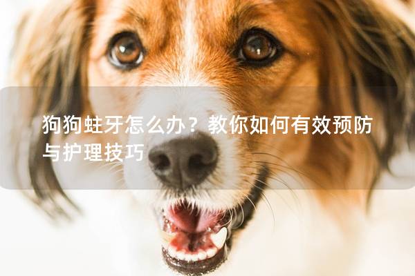 狗狗蛀牙怎么辦?教你如何有效預防與護理技巧 狗狗蛀牙怎么辦?教你如何有效預防與護理技巧