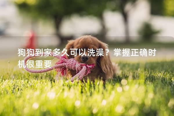 狗狗到家多久可以洗澡？掌握正確時機很重要