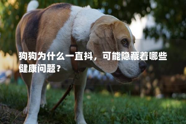 狗狗為什么一直抖，可能隱藏著哪些健康問題？