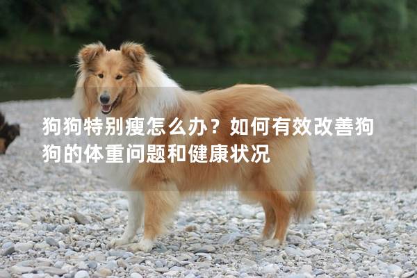 狗狗特別瘦怎么辦？如何有效改善狗狗的體重問題和健康狀況