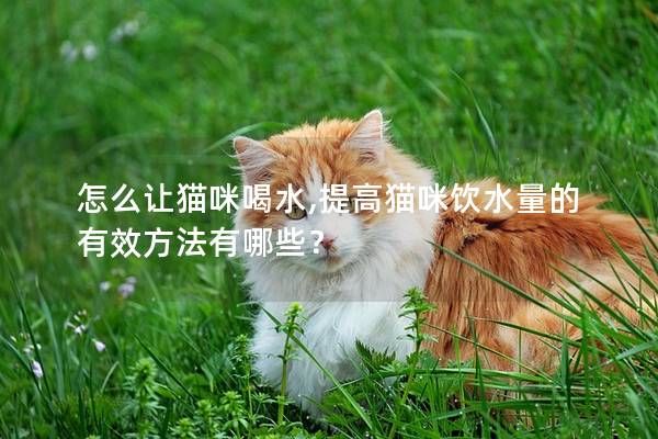 怎么讓貓咪喝水,提高貓咪飲水量的有效方法有哪些？