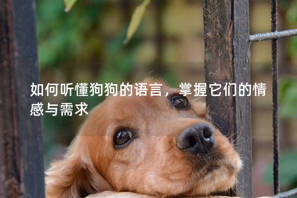 如何聽懂狗狗的語言，掌握它們的情感與需求