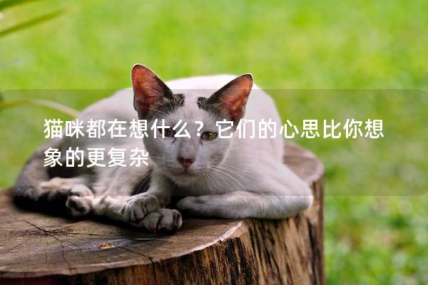 貓咪都在想什么？它們的心思比你想象的更復雜