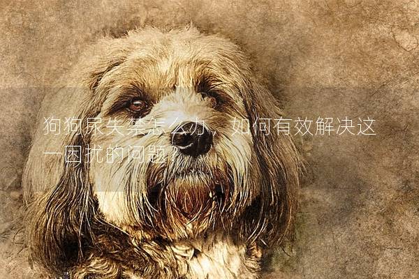 狗狗尿失禁怎么辦，如何有效解決這一困擾的問題？