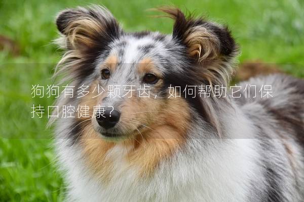 狗狗有多少顆牙齒，如何幫助它們保持口腔健康？