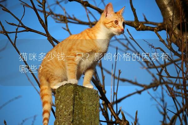 貓咪多少錢一只？影響價格的因素有哪些？