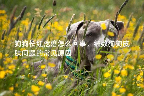 狗狗長(zhǎng)紅疙瘩怎么回事，細(xì)數(shù)狗狗皮膚問(wèn)題的常見(jiàn)原因