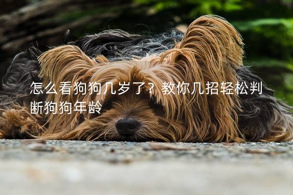 怎么看狗狗幾歲了？教你幾招輕松判斷狗狗年齡