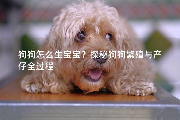 狗狗怎么生寶寶？探秘狗狗繁殖與產仔全過程