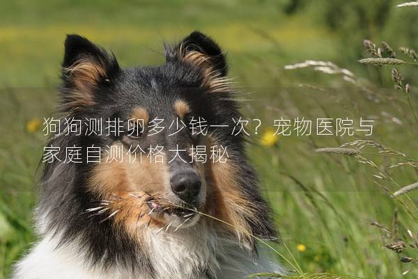 狗狗測排卵多少錢一次?寵物醫(yī)院與家庭自測價格大揭秘 狗狗測排卵多少錢一次?寵物醫(yī)院與家庭自測價格大揭秘