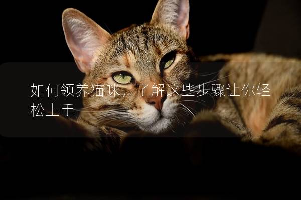 如何領養(yǎng)貓咪，了解這些步驟讓你輕松上手