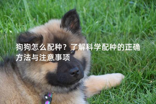 狗狗怎么配種?了解科學配種的正確方法與注意事項 狗狗怎么配種?了解科學配種的正確方法與注意事項