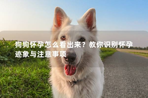 狗狗懷孕怎么看出來(lái)？教你識(shí)別懷孕跡象與注意事項(xiàng)